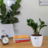 ZZ Plant Green, with 5.5 inches white decor pot